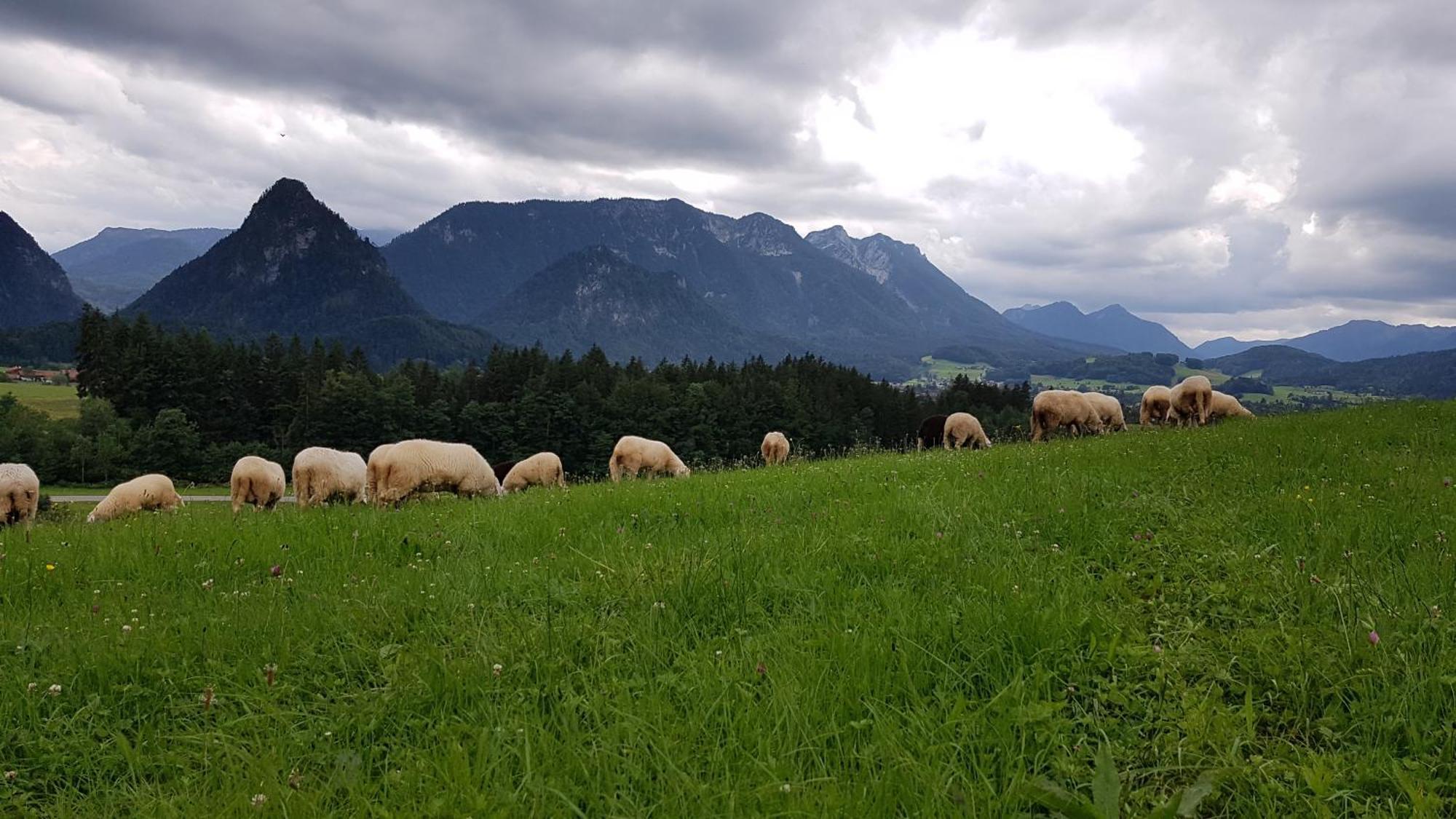 Ferienwohnung Hinterpommern - Chiemgaukarte Inzell Dış mekan fotoğraf